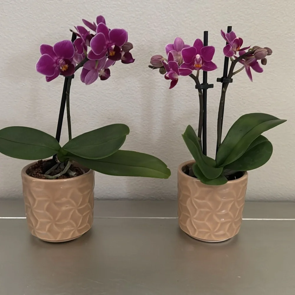 4 Mini Orchid Pots